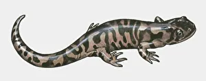 Illustration of Salamander (Urodela)