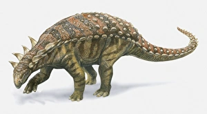 Illustration of Sauropelta dinosaur, side view Illustration of Sauropelta dinosaur, side view