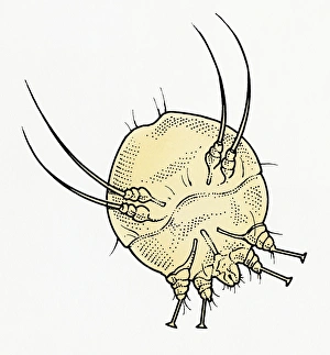 Illustration of Scabies Mite (Sarcoptes scabiei ) Illustration of Scabies Mite (Sarcoptes scabiei )