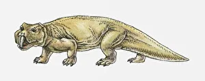 Illustration of a Scaphonyx, type of rynchosaur, Triassic period Illustration of a Scaphonyx, type of rynchosaur, Triassic period