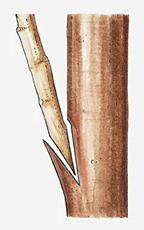 Illustration of scion inserted in rootstock of avocado plant (grafting), close-up Illustration of scion inserted in rootstock of avocado plant (grafting), close-up