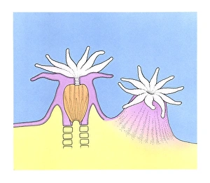 Images Dated 19th February 2008: Illustration of Sea Anemone (Actiniaria) and cross section