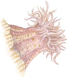 Illustration of Sea Anemone (Actiniaria) with soft column, and long, wispy tentacles having poisonous sting Illustration of Sea Anemone (Actiniaria) with soft column, and long, wispy tentacles having poisonous sting