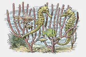 Illustration of sea horses and fish swimming in reefs on ocean floor Illustration of sea horses and fish swimming in reefs on ocean floor