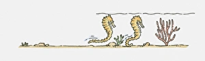 Illustration of Sea Horses (Hippocampus) swimming underwater Illustration of Sea Horses (Hippocampus) swimming underwater