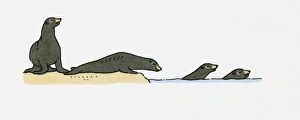 Illustration of Sea Lions on beach and swimming in sea Illustration of Sea Lions on beach and swimming in sea