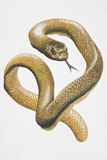 Illustration, Sea Snake (Hydrophiidae) curling and hissing Illustration, Sea Snake (Hydrophiidae) curling and hissing