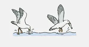 Illustration of Seagulls catching fish in sea Illustration of Seagulls catching fish in sea