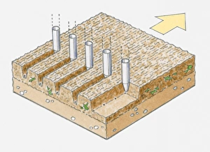 Illustration of seed drilling showing coulter cutting groove in tilth into which the seed Illustration of seed drilling showing coulter cutting groove in tilth into which the seed
