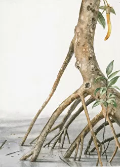 Illustration of seed hanging from mangrove tree rooted in muddy swamp