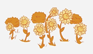 Illustration in shades of orange, Helianthus sp., seven sunflowers Illustration in shades of orange, Helianthus sp., seven sunflowers