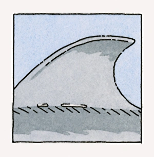 Illustration of shark dorsal fin, close-up Illustration of shark dorsal fin, close-up
