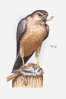 Illustration of a Sharp-shinned hawk (Accipiter striatus) feeding on a small bird Illustration of a Sharp-shinned hawk (Accipiter striatus) feeding on a small bird