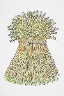 Illustration, sheaf of wheat standing upright Illustration, sheaf of wheat standing upright
