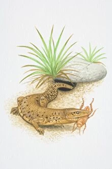 Illustration, Short-tailed Monitor (Varanus brevicauda), emerging from undergound-dwelling hole with insect in its jaws