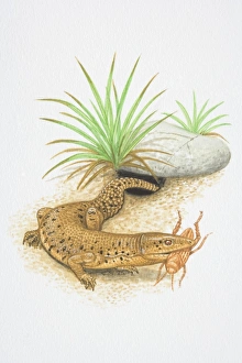 Illustration, Short-tailed Monitor (Varanus brevicauda), emerging from undergound-dwelling hole with insect in its jaws Illustration, Short-tailed Monitor (Varanus brevicauda), emerging from undergound-dwelling hole with insect in its jaws
