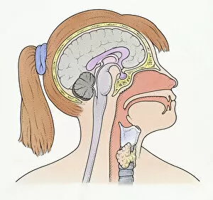 Images Dated 10th December 2008: Illustration showing connection of thyroid gland and pituitary gland to brain of pre-adolescent girl