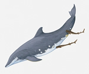 Illustration of showing Cookiecutter Sharks feeding by making circular wounds Illustration of showing Cookiecutter Sharks feeding by making circular wounds