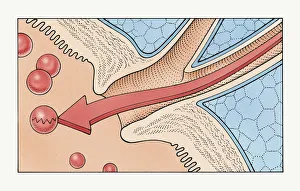 Illustration showing how enzymes flow through human pancreatic duct into duodenum of Illustration showing how enzymes flow through human pancreatic duct into duodenum of