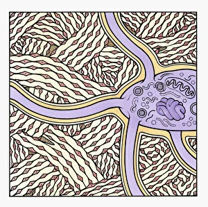 Illustration showing formation of human bone Illustration showing formation of human bone