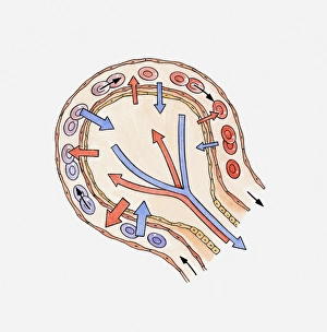Illustration showing gas exchange in alveolus Illustration showing gas exchange in alveolus