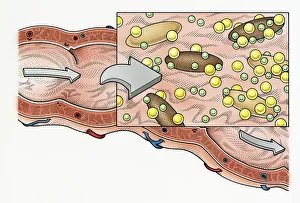 Illustration showing role of fibre in human digestive process Illustration showing role of fibre in human digestive process