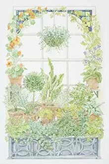 Images Dated 22nd August 2006: Illustration showing a window herb garden