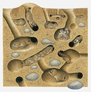 Illustration of Six-lined Racerunner, Black-Tailed Prairie Dog, Meadow Vole Thirteen-lined Ground Squirrel Illustration of Six-lined Racerunner, Black-Tailed Prairie Dog, Meadow Vole Thirteen-lined Ground Squirrel