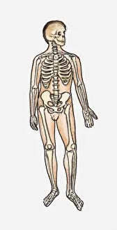 Illustration of skeletal system of the human body Illustration of skeletal system of the human body