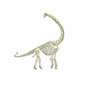 Prehistoric Era Gallery: Illustration of skeleton of Brachiosaurus dinosaur