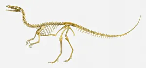 Illustration of the skeleton of a Coelophysis dinosaur, side view Illustration of the skeleton of a Coelophysis dinosaur, side view