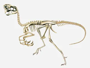 Illustration of the skeleton of an Oviraptor dinosaur, side view Illustration of the skeleton of an Oviraptor dinosaur, side view