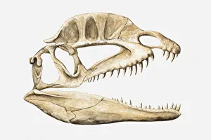 Illustration of the skull of a Dilophosaurus, Jurassic period Illustration of the skull of a Dilophosaurus, Jurassic period