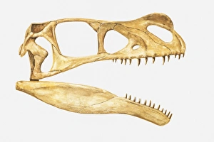 Illustration of the skull of an Ornitholestes, a theropod dinosaur from the Jurassic Illustration of the skull of an Ornitholestes, a theropod dinosaur from the Jurassic