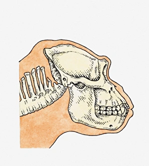 Illustration of skull on profile of adult Gorilla (Gorilla gorilla) Illustration of skull on profile of adult Gorilla (Gorilla gorilla)