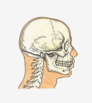 Illustration of skull and profile of adult male Illustration of skull and profile of adult male