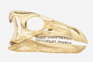 Illustration of the skull of a Scelidosaurus, a type of Thyreophoran dinosaur Illustration of the skull of a Scelidosaurus, a type of Thyreophoran dinosaur