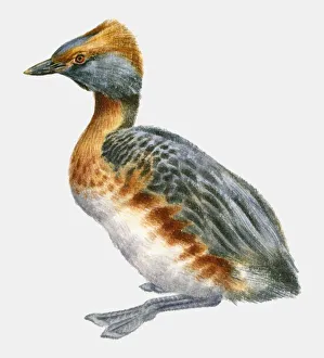 Illustration of a Slavonian grebe or Horned grebe (Podiceps auritus), side view Illustration of a Slavonian grebe or Horned grebe (Podiceps auritus), side view