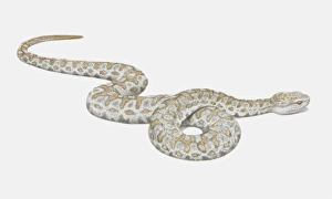 Illustration, slithering Lebetine Viper (Vipera lebetina), side view Illustration, slithering Lebetine Viper (Vipera lebetina), side view