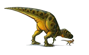 Illustration of small Hypsilophodon dinosaur looking up over shoulder at large bipedal dinosaur looking down ominously Illustration of small Hypsilophodon dinosaur looking up over shoulder at large bipedal dinosaur looking down ominously
