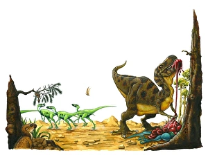 Illustration of small Hypsilophodon looking up at Tyrannosaurus Rex tearing at skin Illustration of small Hypsilophodon looking up at Tyrannosaurus Rex tearing at skin