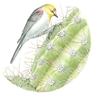 Illustration of small Verdin (Auriparus flaviceps) perching upside down on spiked cactus Illustration of small Verdin (Auriparus flaviceps) perching upside down on spiked cactus
