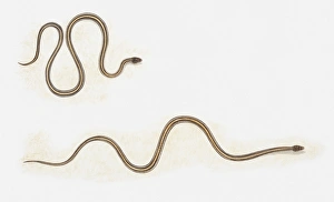 Illustration of snake moving forward by bunching up in loops and then straightening out Illustration of snake moving forward by bunching up in loops and then straightening out