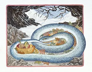 Illustration of Snake Sleeping in the Winter, representing Chinese Year Of The Snake Illustration of Snake Sleeping in the Winter, representing Chinese Year Of The Snake