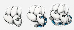 Illustration of snakes hatching from eggs, multiple image Illustration of snakes hatching from eggs, multiple image