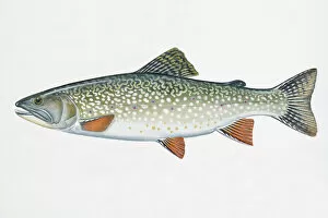 Spotted Gallery: Illustration of Speckled Trout (Salvelinus fontinalis), freshwater fish of Salmon family