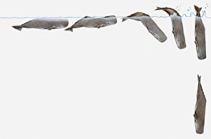 Illustration of a Sperm whale (Physeter macrocephalus) diving, multiple image Illustration of a Sperm whale (Physeter macrocephalus) diving, multiple image