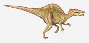 Illustration of a Spinosaurus, Cretaceous period Illustration of a Spinosaurus, Cretaceous period