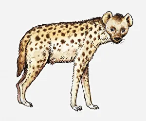 Illustration of a spotted hyena facing forward Illustration of a spotted hyena facing forward