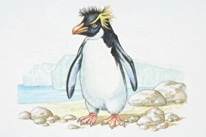 Sphenisciformes Gallery: Illustration, standing Rockhopper Penguin (Eudyptes chrysocome), side view